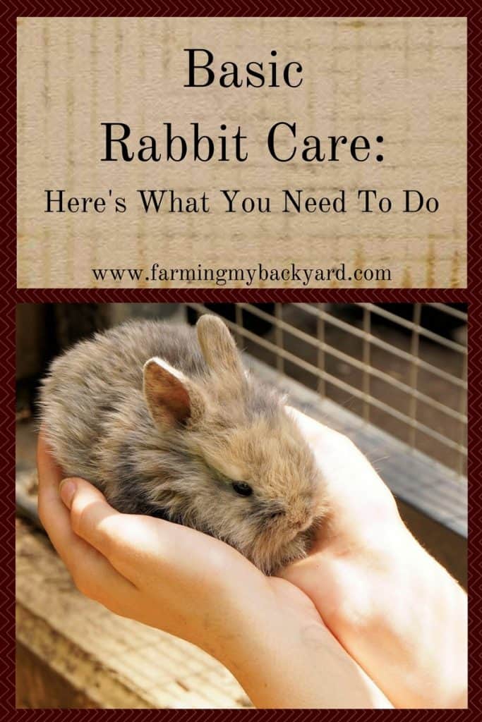 Basic Rabbit Care: Here's What You Need To Do - Farming My ...
