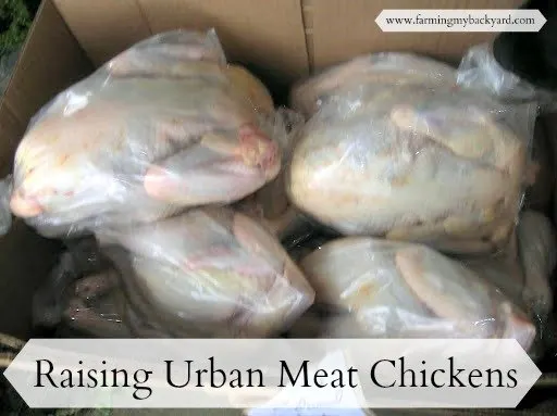 raising-urban-meat-chicken-farming-my-backyard