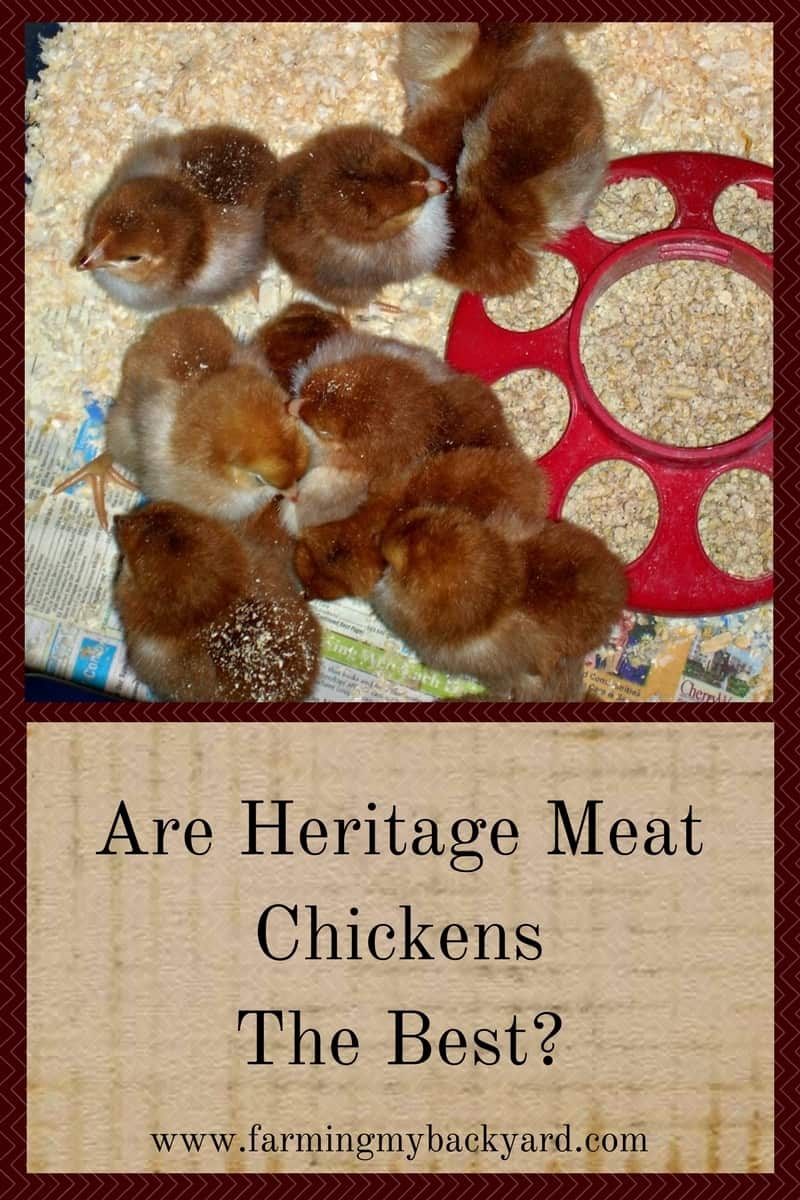 Are Heritage Meat Chicken Breeds The Best?