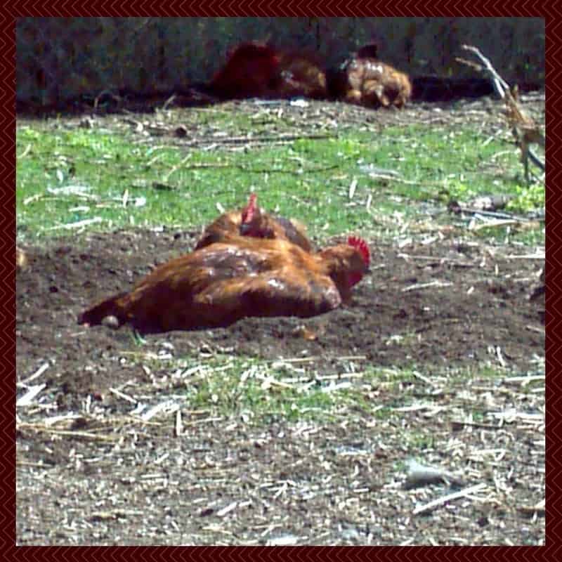 Heritage Meat Chickens Dust Bathing