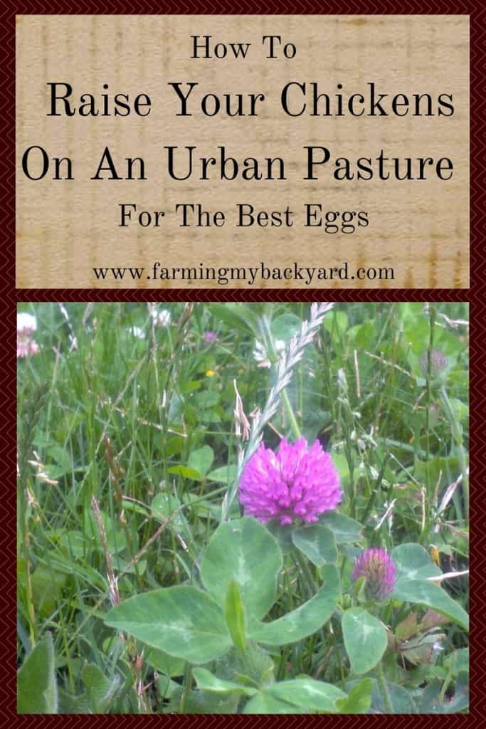 How To Raise Your Chickens On An Urban Pasture For The Best Eggs