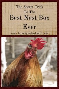 The Secret Trick To The Best Nest Box Ever