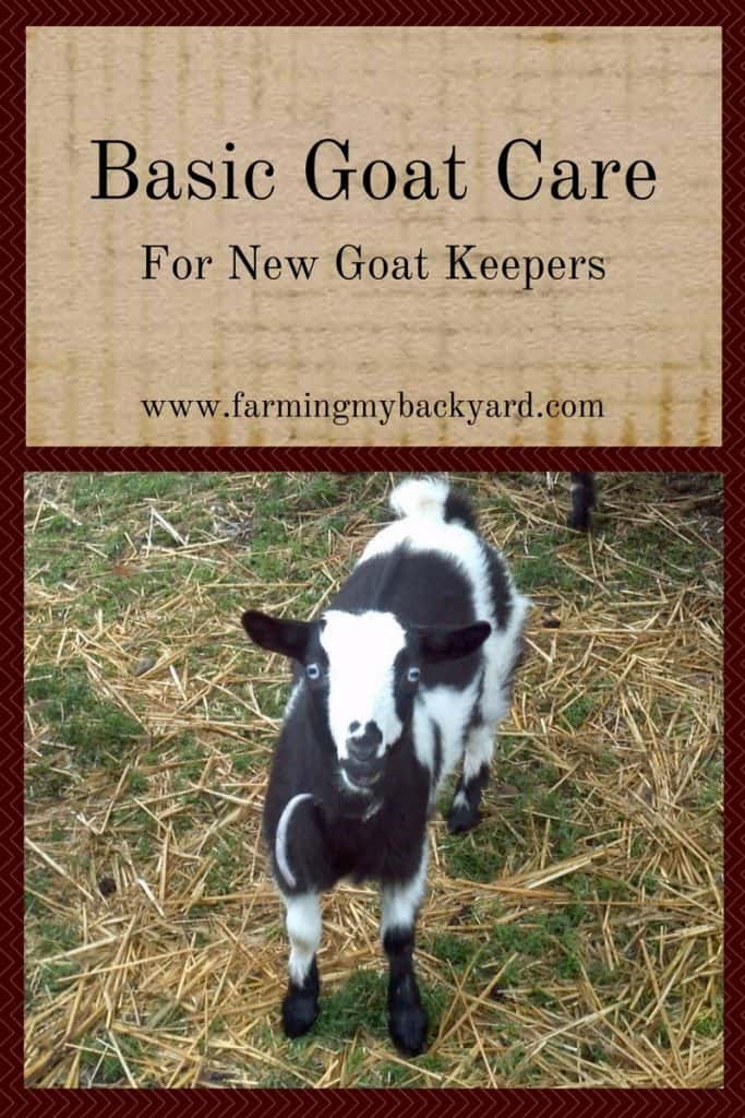 Basic Goat Care For New Goat Keepers