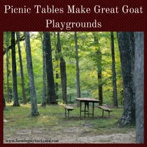 Picnic Tables Make Great Goat Playgrounds