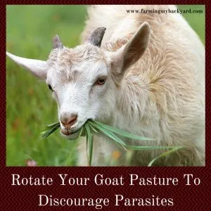 Rotate goat pasture to reduce parasites