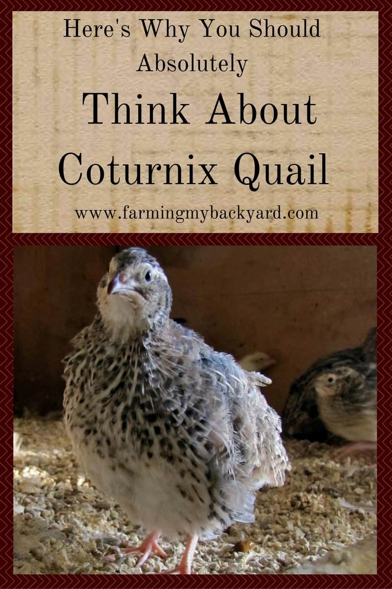 Here S Why You Should Absolutely Think About Coturnix Quail Farming My Backyard