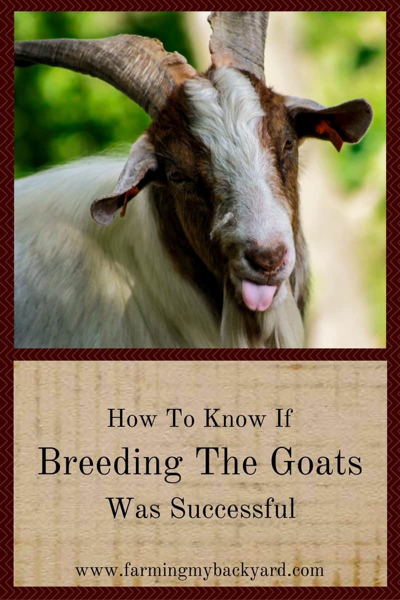 how-to-know-if-breeding-the-goats-was-successful