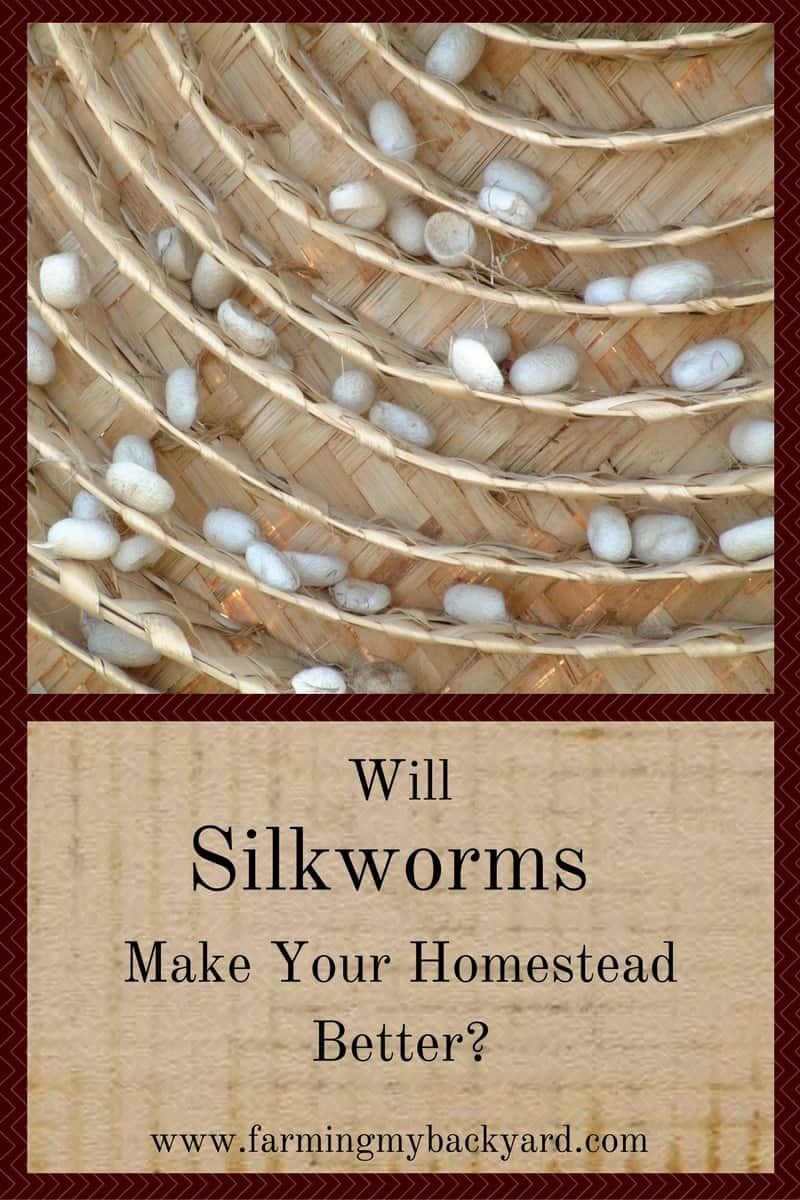will-silkworms-make-your-homestead-better