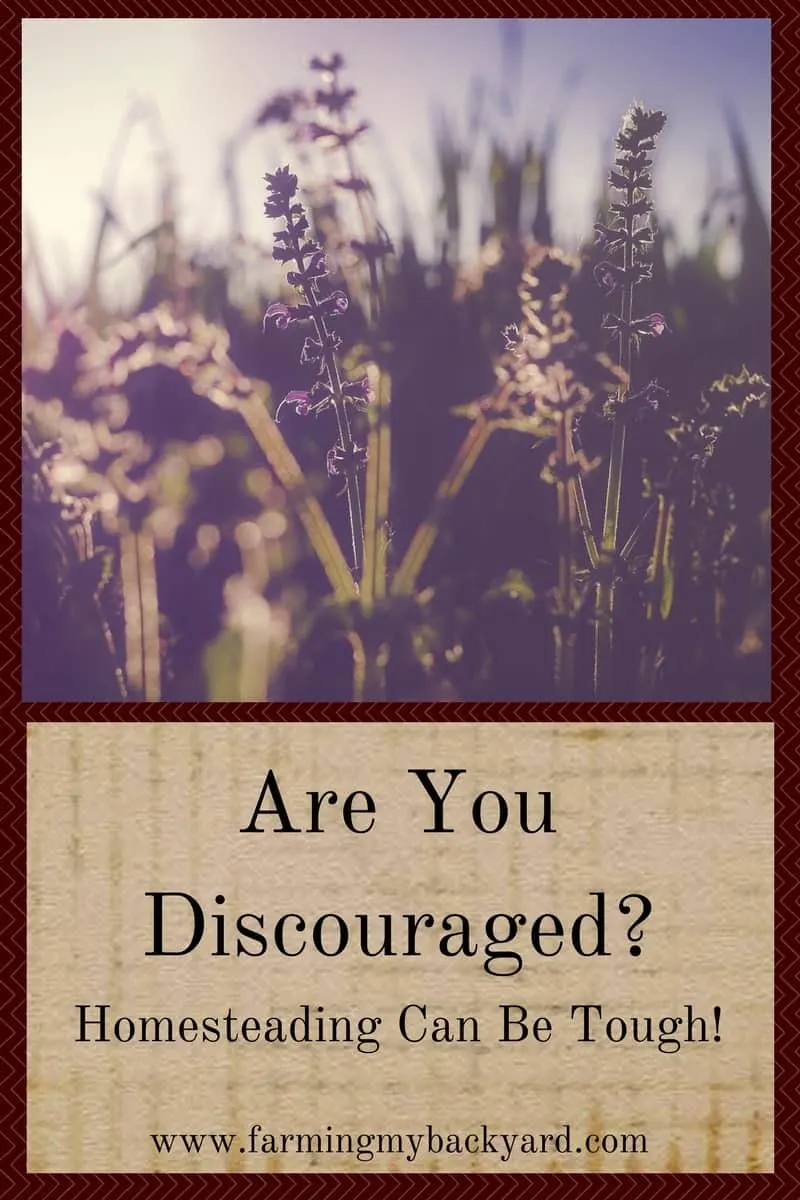 Are You Discouraged? Homesteading Can Be Tough!