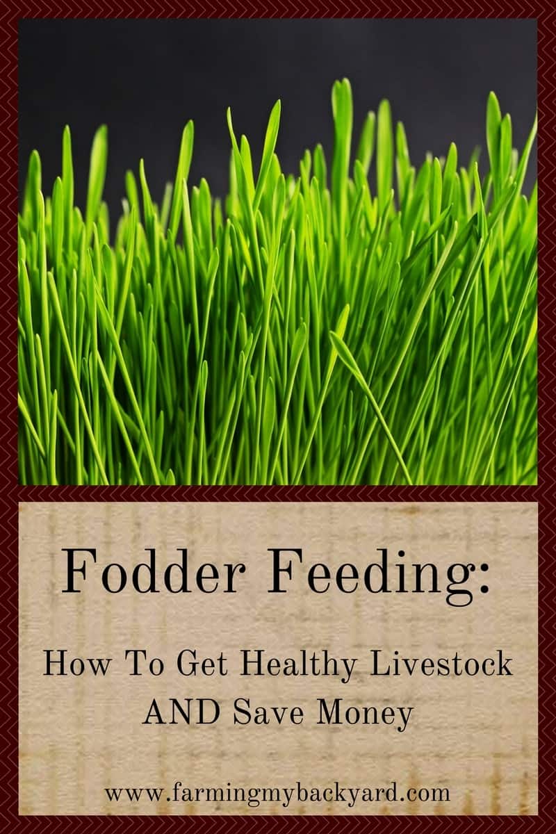 Fodder Feeding- How To Get Healthy Livestock AND Save Money