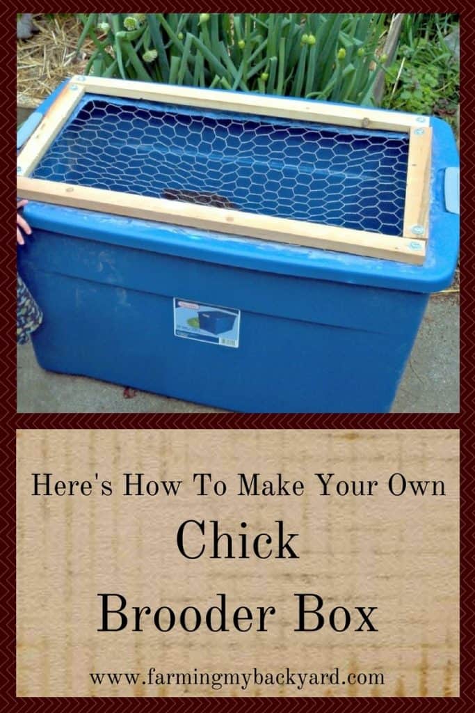 Here S How To Make Your Own Chick Brooder Box Farming My Backyard