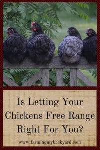 Is Letting Your Chickens Free Range Right For You_