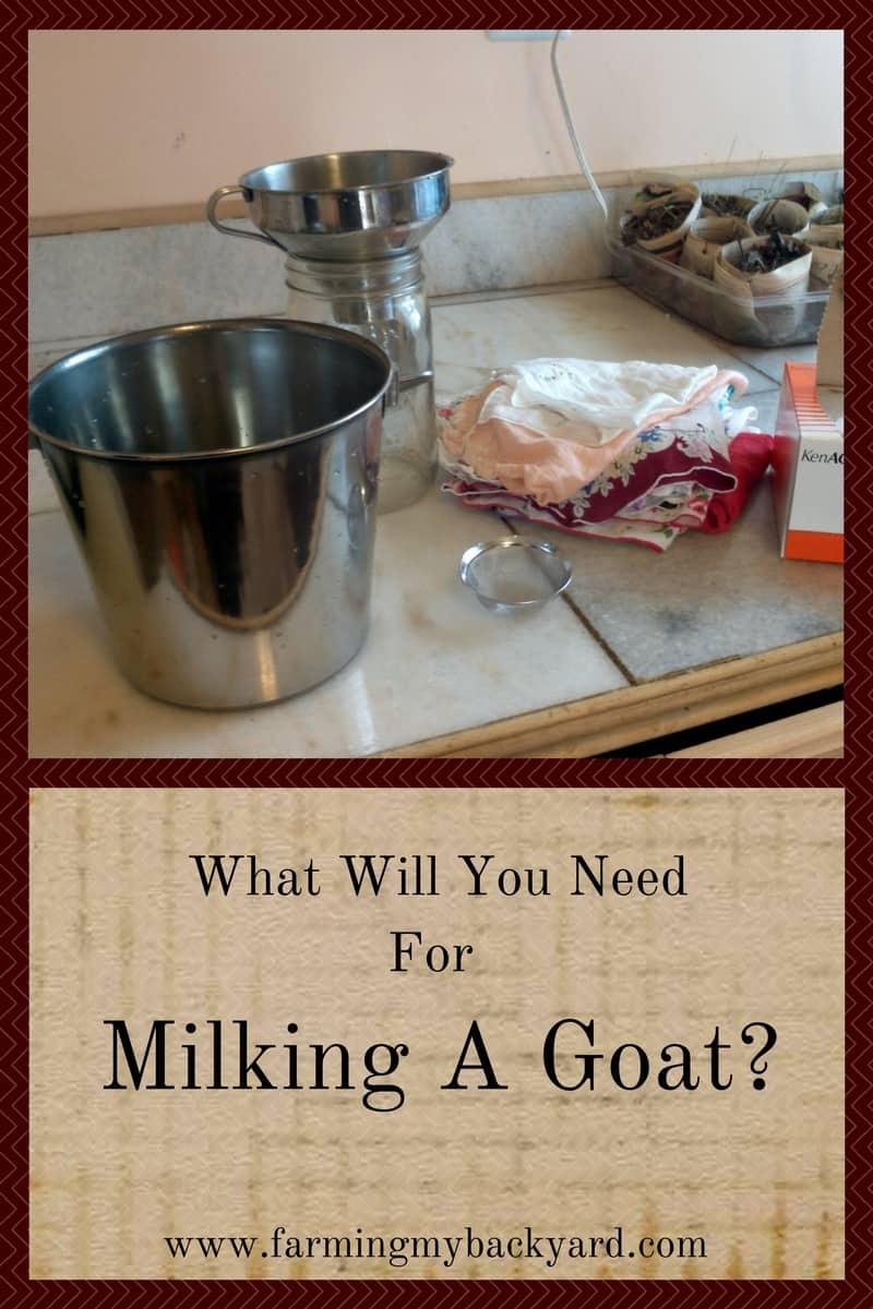 What Will You Need For Milking A Goat-