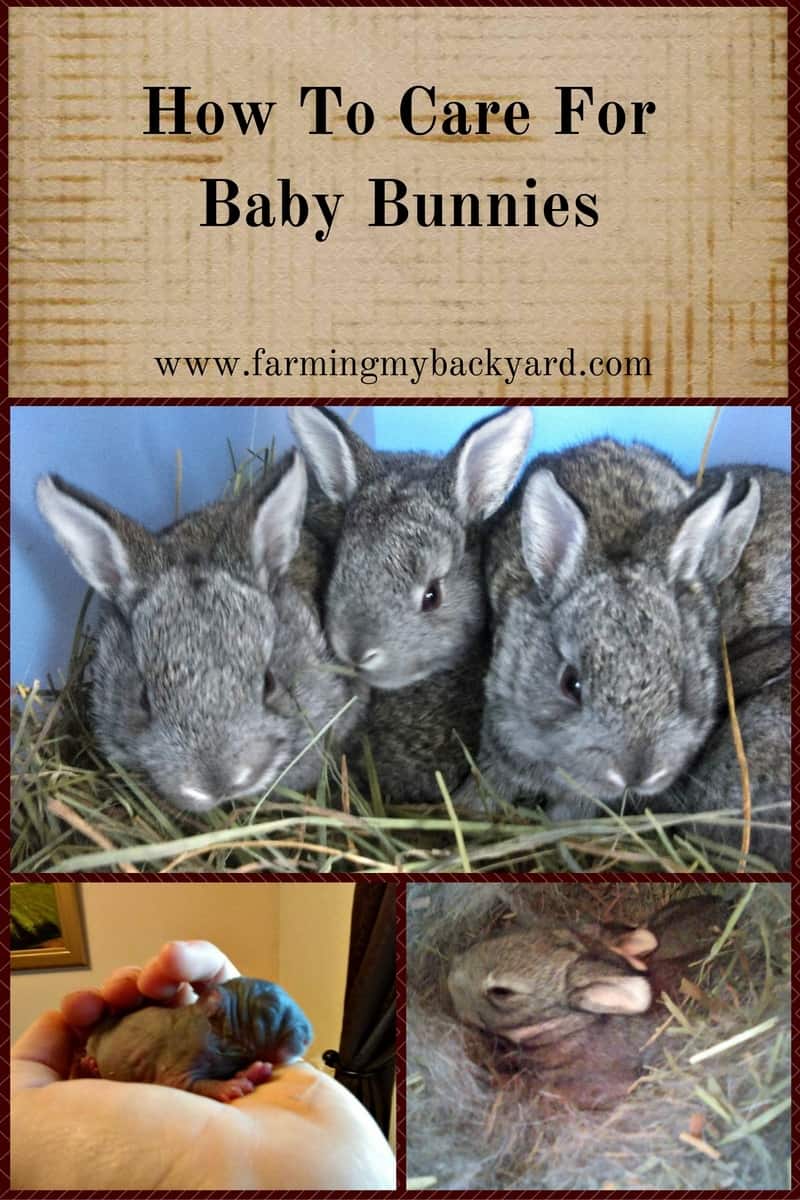How To Care For Baby Bunnies Farming My Backyard