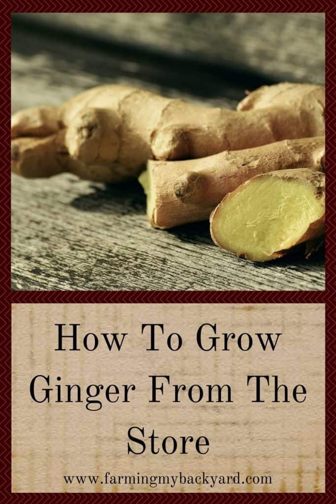 How To Grow Ginger From The Store