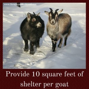 How To Care For Your Goats In The Winter - Farming My Backyard