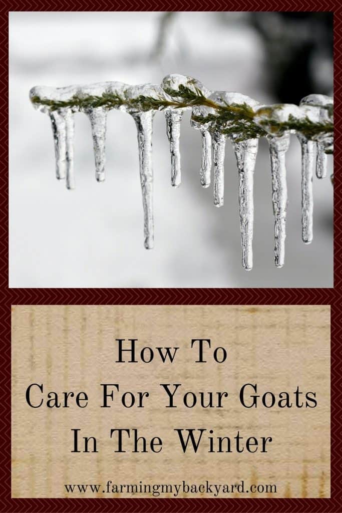 How To Care For Your Goats In The Winter