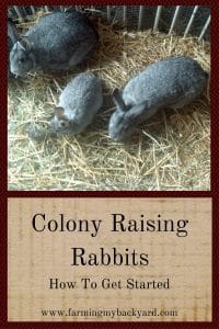 Colony Raising Rabbits: How To Get Started