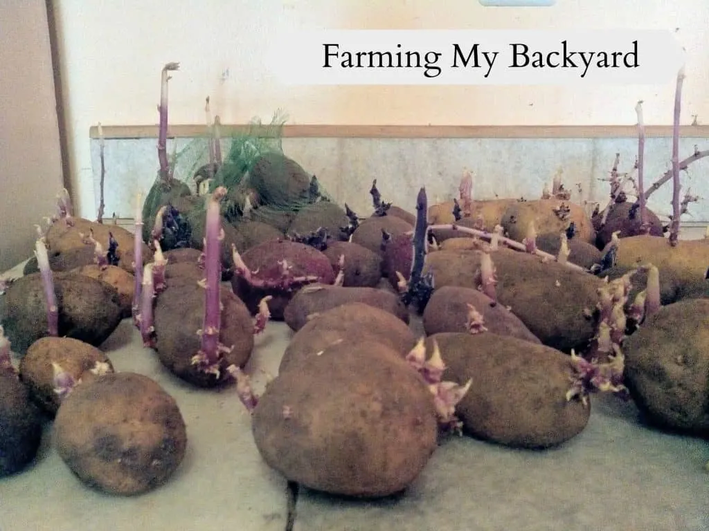 1 How To Plant Potatoes @ Farming My Backyard