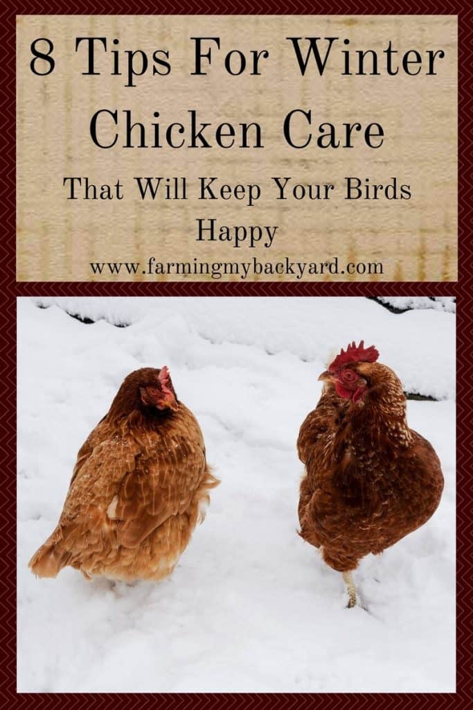 8 Tips For Winter Chicken Care That Will Keep Your Birds Happy