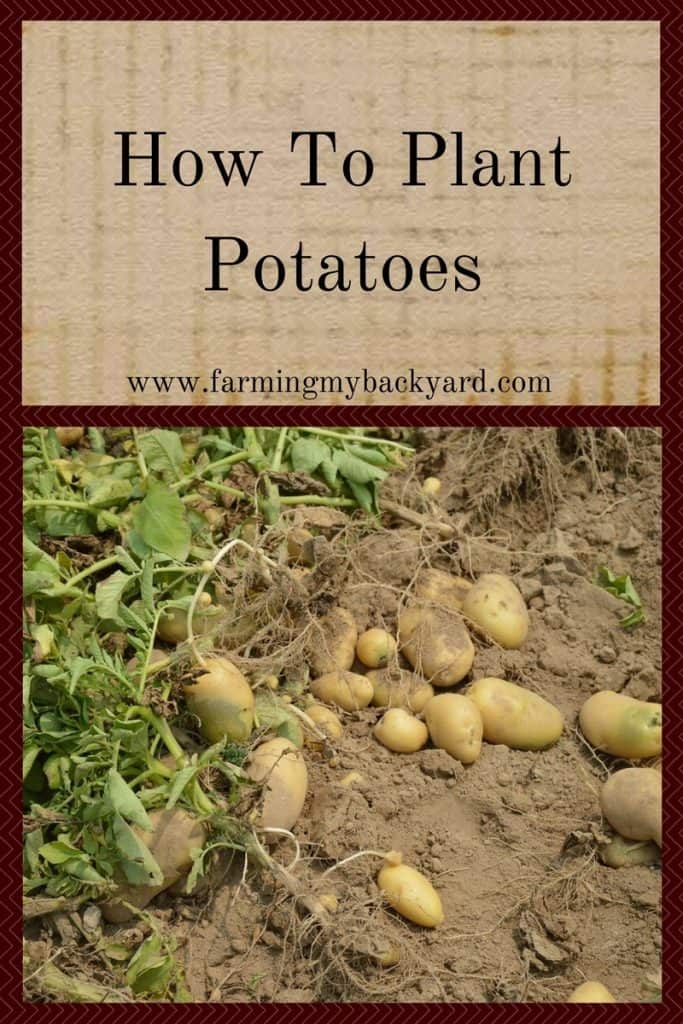How To Plant Potatoes Farming My Backyard