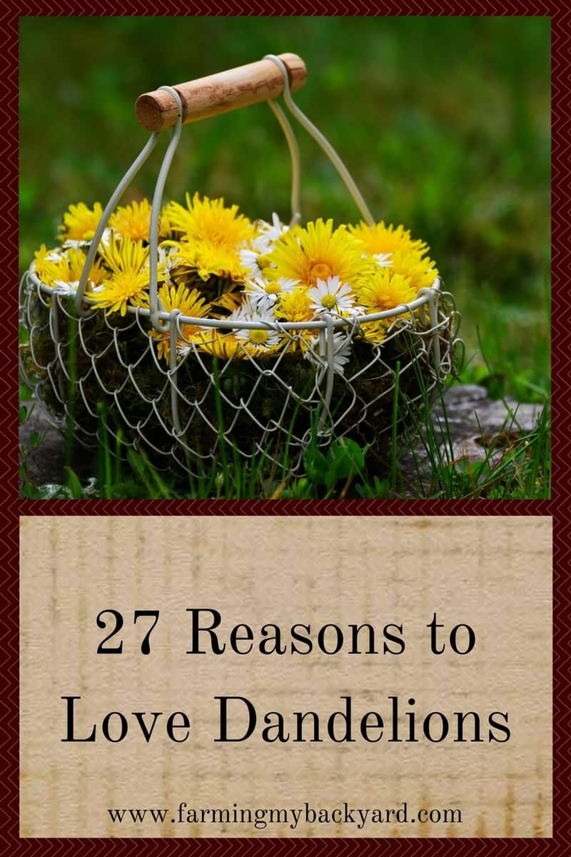 27 Reasons to Love Dandelions