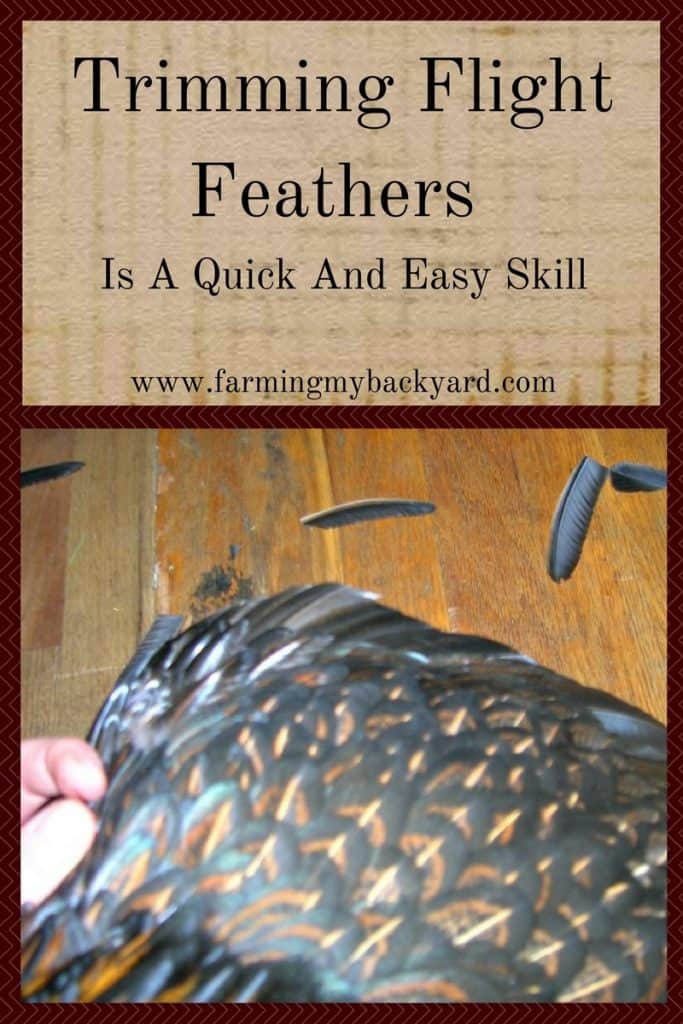 Trimming Flight Feathers Is A Quick And Easy Skill