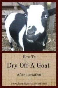 How To Dry Off a Goat After Lactation