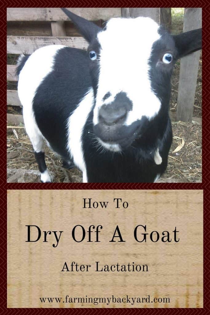How To Dry Off a Goat After Lactation