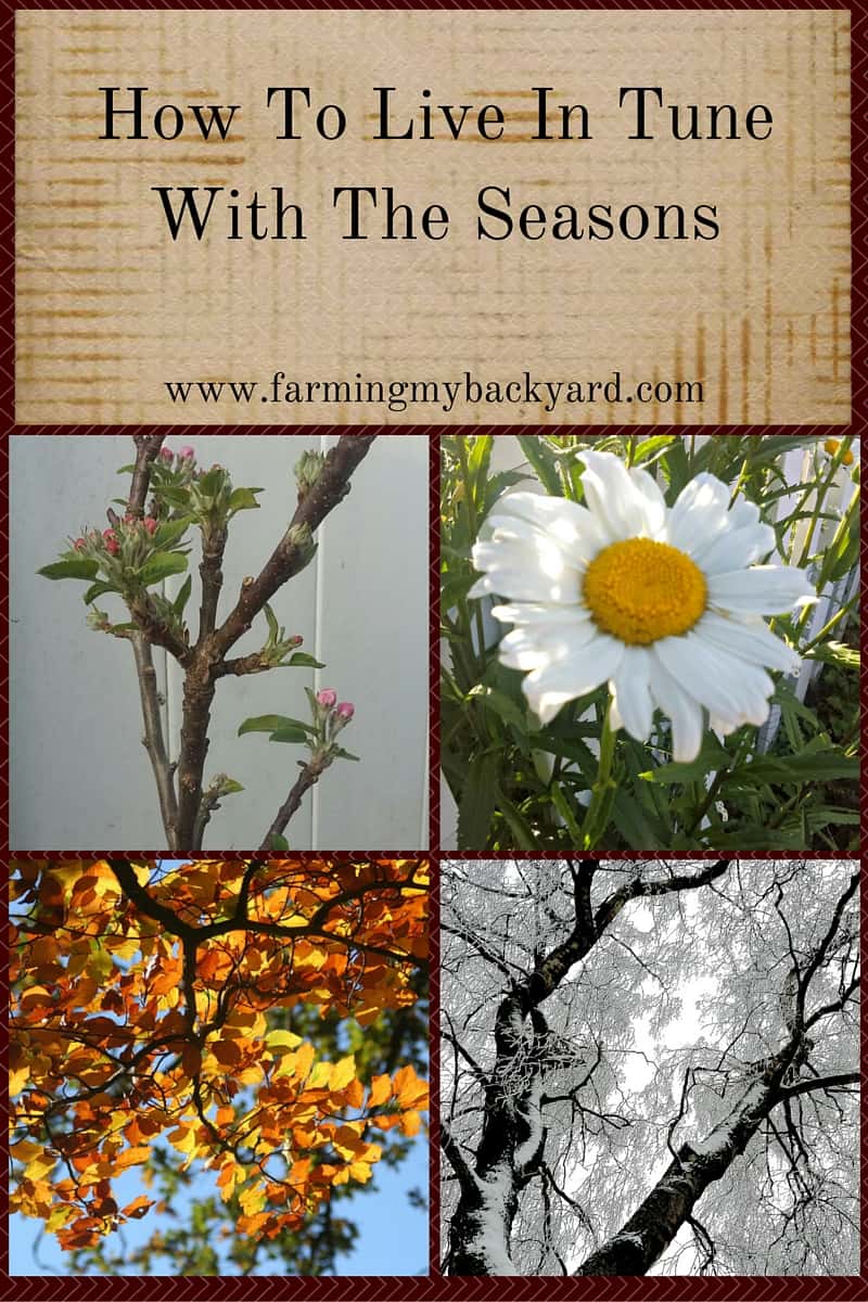 Learn how to live more seasonally with these ideas from Farming My Backyard.