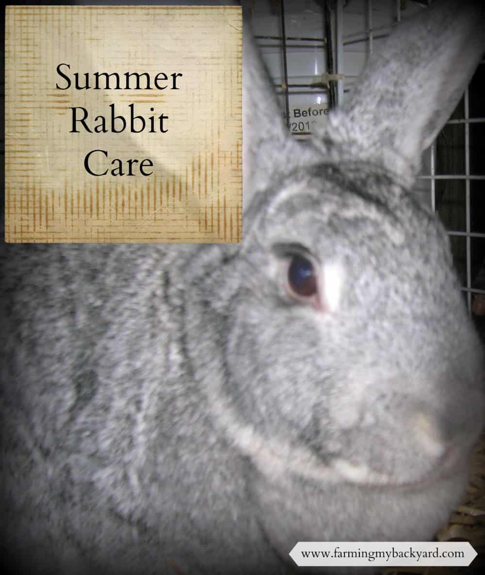 Summer Rabbit Care Farming My Backyard