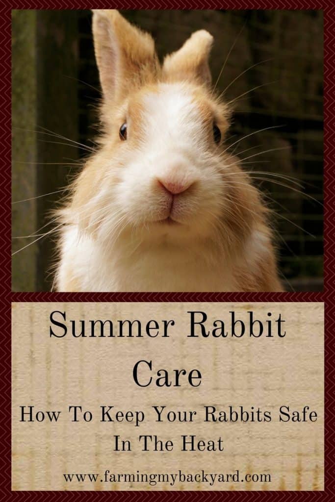 Summer Rabbit Care_ How To Keep Your Rabbits Safe In The Heat