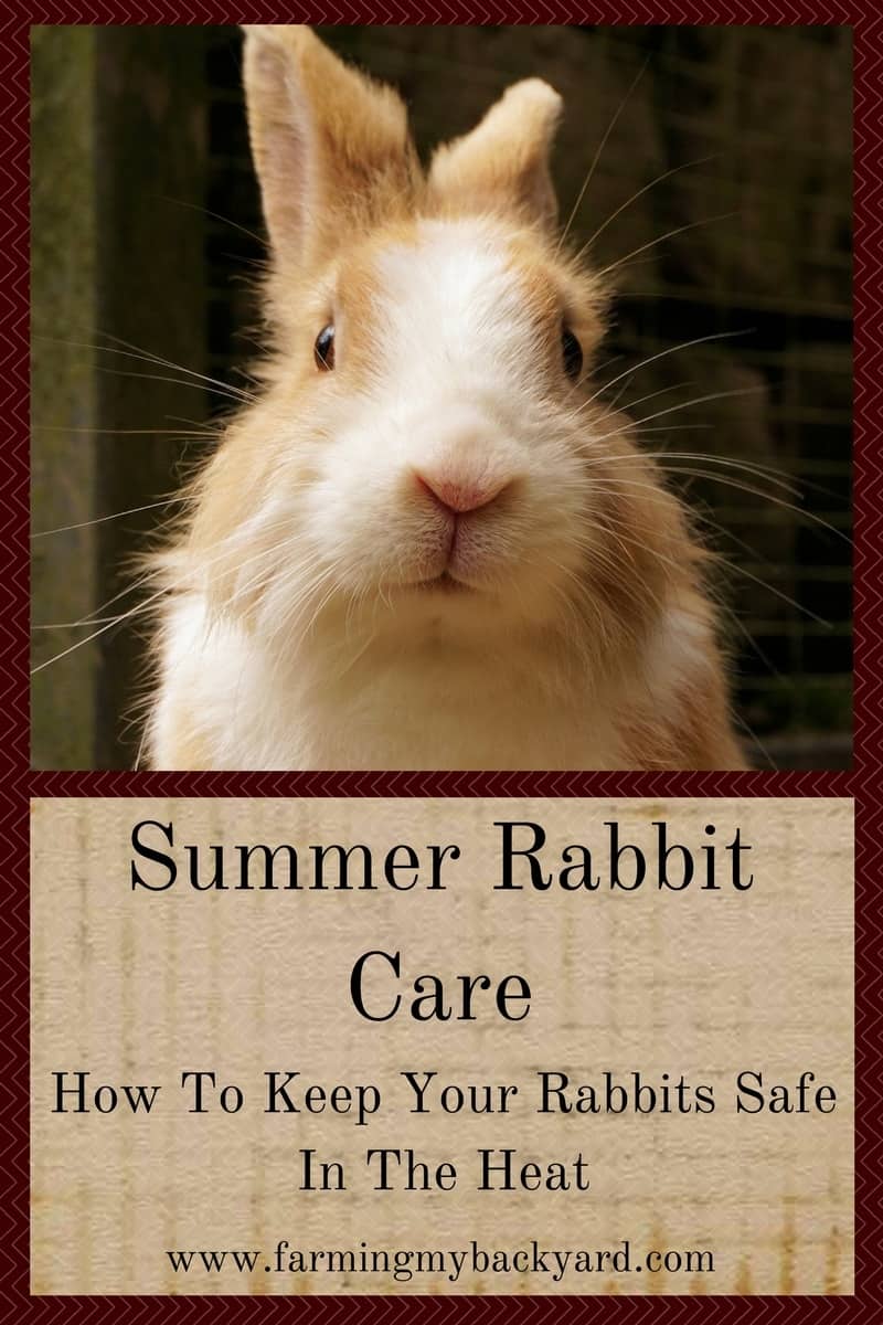 Summer Rabbit Care_ How To Keep Your Rabbits Safe In The Heat
