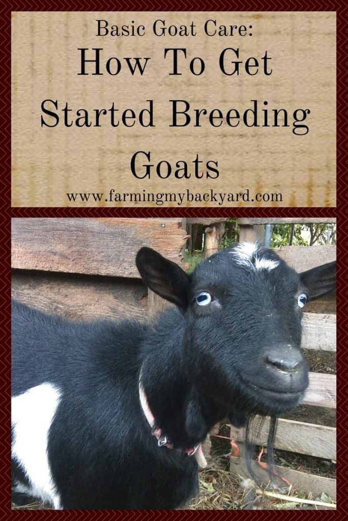 Basic Goat Care- How To Get Started Breeding Goats