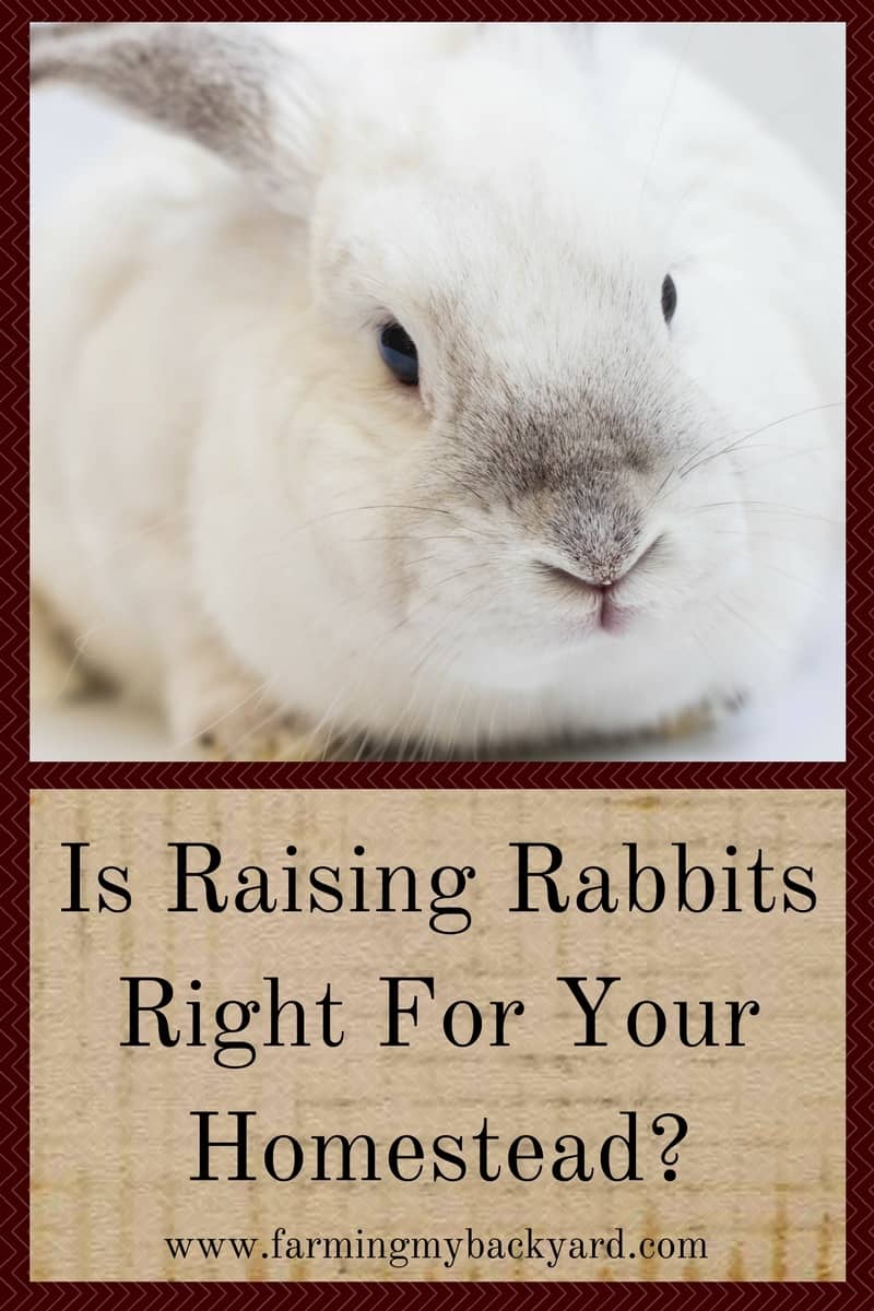 Is Raising Rabbits Right For Your Homestead?