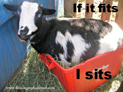 Goats are like cats