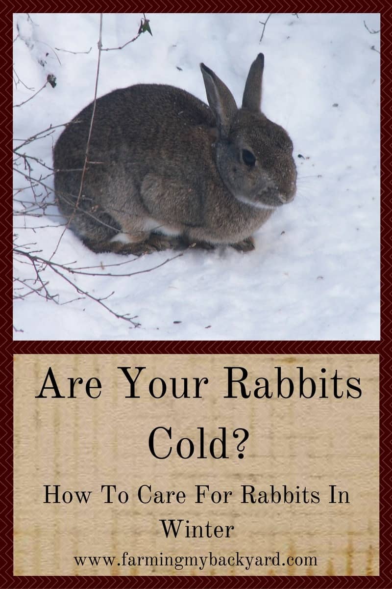 are-your-rabbits-cold-how-to-care-for-rabbits-in-winter