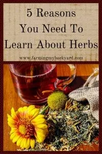 5 Reasons You Need To Learn About Herbs