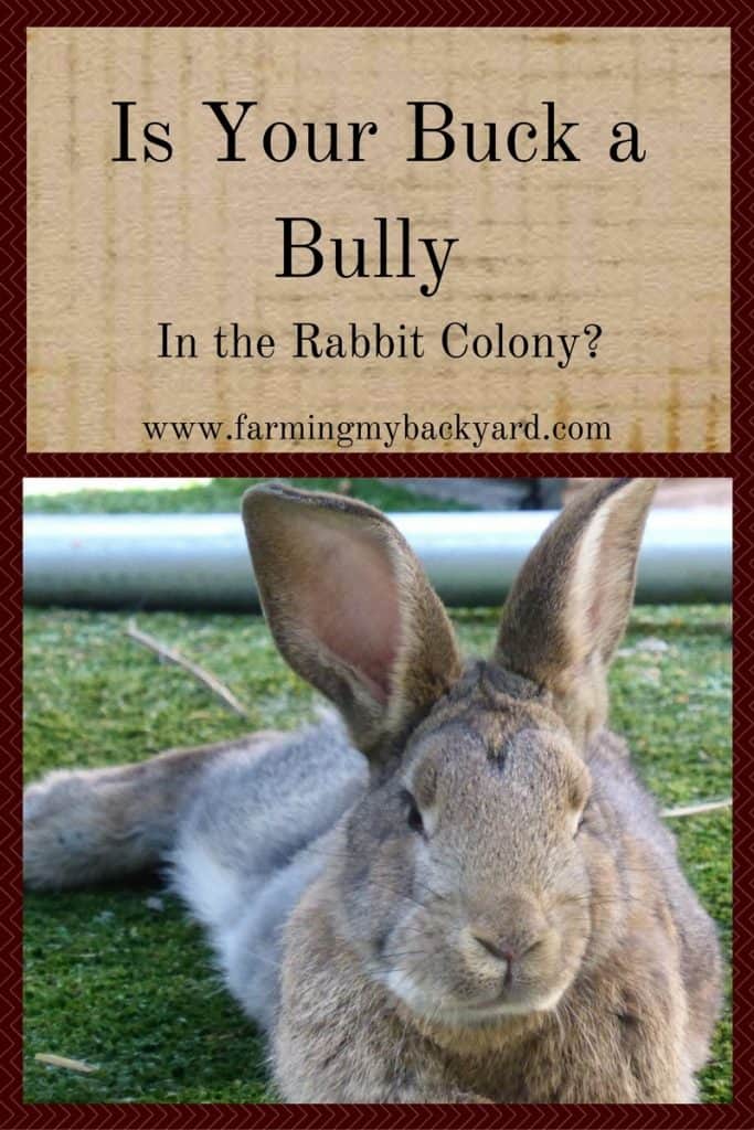 Is Your Buck A Bully In The Rabbit Colony