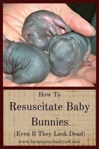 How To Resuscitate Baby Bunnies (Even If They Look Dead)