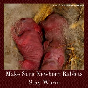 Make Sure Newborn Rabbits Stay Warm