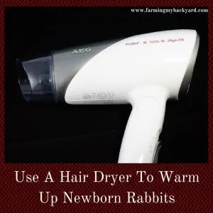 Use A Hair Dryer To Warm Up Newborn Rabbits