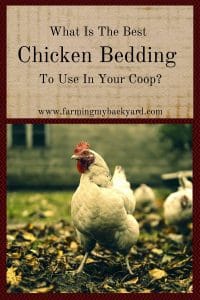 What Is The Best Chicken Bedding To Use In Your Coop_