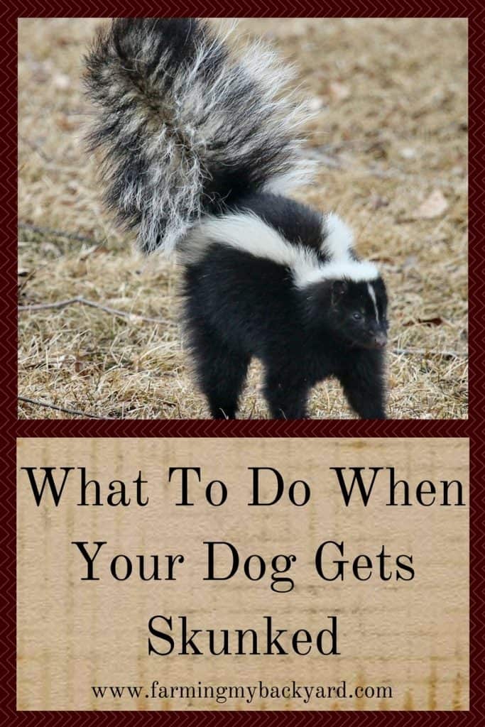 What To Do When Your Dog Gets Skunked