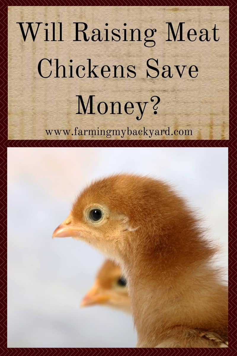 Will Raising Meat Chickens Save Money_