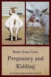 Basic Goat Care- Pregnancy And Kidding