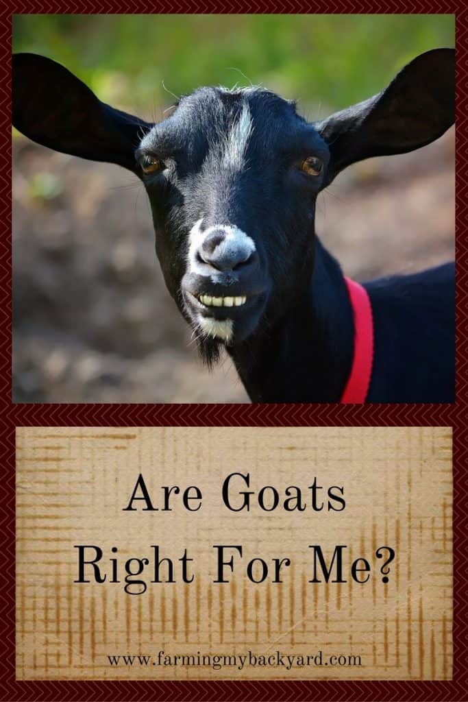 Are Goats Right For Me-Farming My Backyard