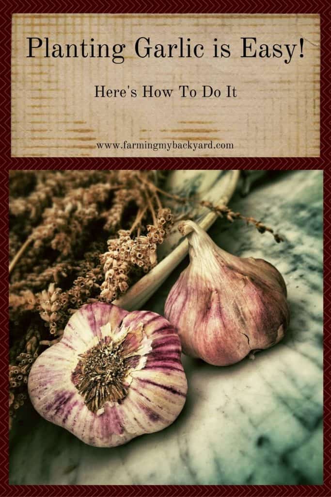 Planting Garlic is Easy!
