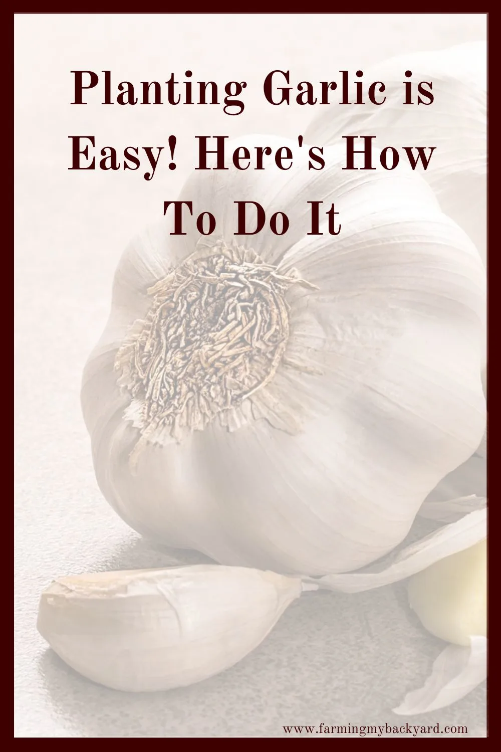Planting garlic is so easy you can't mess up. You can even plant the garlic that's sitting in your cupboards! Seriously, it's amazing.