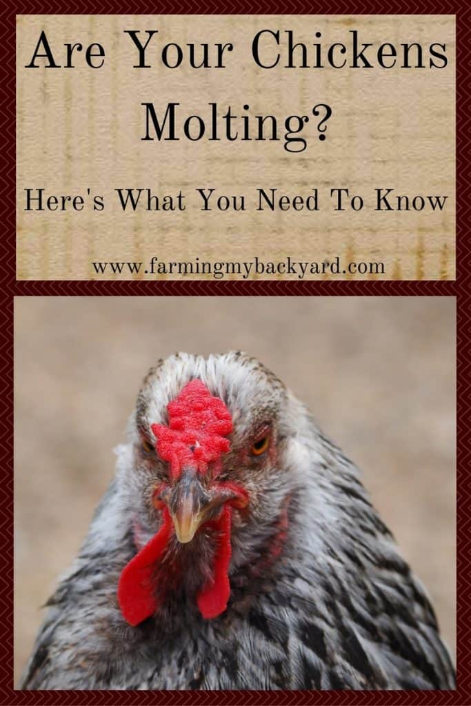 Are My Chickens Molting-